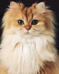 The 25 Cutest Cats To Follow On Social Media Smoothie The Cat Pretty Cats Cute Cats Beautiful Cats
