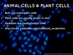 May 04, 2019 · differences between animal cells and plant cells size. The Nucleus By Tatiana90266