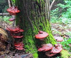 Image result for Ganoderma tsugae