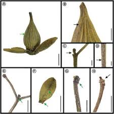 Image result for Sladeniaceae