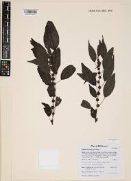 Image result for Droguetia iners