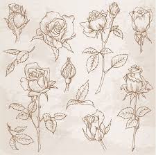 Flower Set Detailed Hand Drawn Roses In Vector Roses Drawing How To Draw Hands Flower Drawing