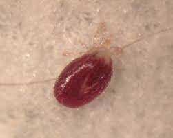 Predator mite who catches other mites. Rat Mites Well Now You Know M Online