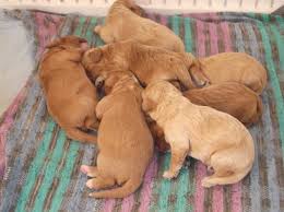 How does uptown choose houston cavapoo breeders? Cavapoo Puppies For Sale Houston Tx 105912 Petzlover
