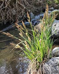 Image result for Carex cognata