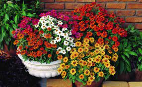 This plant is commonly delivered in beautiful pots and baskets from proplants during easter. What Are 5 Long Lasting Flowering Plants