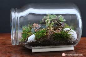 How To Diy Glass Jar Terrariums My Husband Has Too Many Hobbies Glass Jars Terrarium Diy Glass