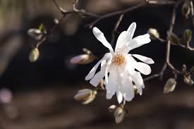 Image result for Magnolia White 1980 Amos and Sons