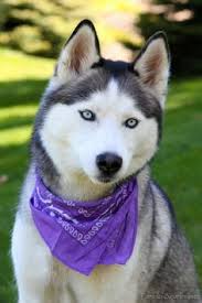 Terjemahan dari husky voice di bahasa indonesia. 100 Ideas De Josqui Perro Siberiano Perro Husky Perros Cachorros