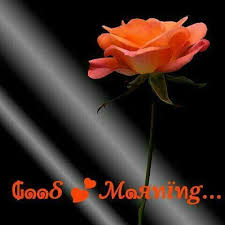 We all love good morning images! Pin By Daljeet Kaur On Roses Good Morning Flowers Good Morning Greetings Good Morning Quotes