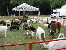 Petting Farm | Animal Oasis