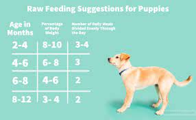 Newborn puppies need to nurse roughly every two hours. Is A Raw Puppy Food Diet Right For Your Pet Darwin S Natural Pet Products Darwin S Pet Food