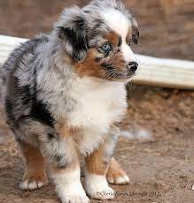 Before you go to your local rescue or shelter and adopt a cute aussie pup, here are a few important. Chase N It Farm Mini Aussies Puppies Aussie Puppies Australian Shepherd Puppies Aussie Dogs