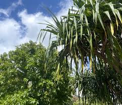 Image result for Psydrax subcordata