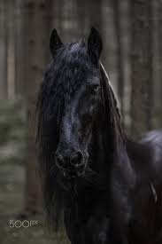 black horse in the forest by svenja kruger on 500px horses black horse horse aesthetic
