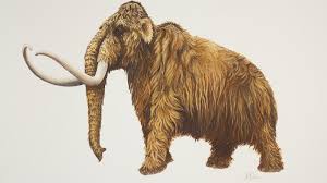 The company, named colossal, aims to place thousands of. Mammoth Dung Museum Of Zoology