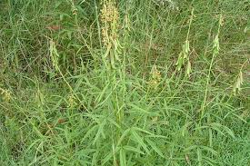 Image result for Crotalaria lanceolata