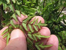 Image result for Cheilanthes viridis