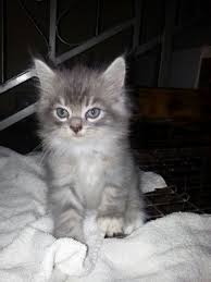Näytä lisää sivusta maine coon cats facebookissa. Maine Coon Kittens Sold 7 Years 10 Months Maine Coon Mix Persian From Gombak Kuala Lumpur Petfinder My