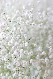 Check spelling or type a new query. Floretta Diary White Flowers Beautiful Flowers Pretty Flowers