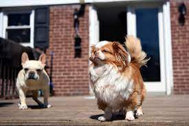 Check spelling or type a new query. Coronavirus Foster And Adopt Pets Through Nj Animal Shelters