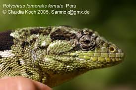 Image result for Polychrus liogaster