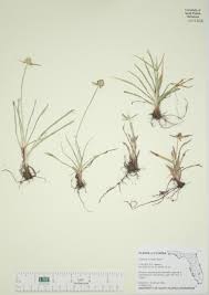 Image result for Cyphia richardsiae