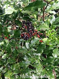 Image result for Leea guineensis