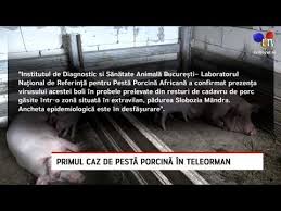 Ministrul agriculturii, petre daea, a făcut câteva precizări legate de caz. Primul Caz De PestÄ PorcinÄ In Teleorman Litoral Tv Youtube