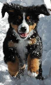 Burmese Mountain Dog In Snow So Cute Bernese Mountain Dog Puppy Dogs And Puppies Snow Dogs