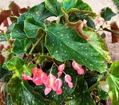Image result for Begonia kisuluana