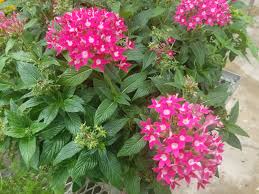 Image result for Pentas bussei
