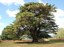 Image result for Cupressus macrocarpa