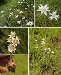 Image result for Mesanthemum africanum