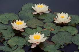 Image result for Nymphaea