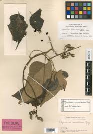 Image result for Rhynchosia albissima