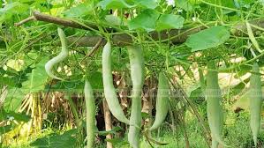 The snake gourd, also known as serpent gourd, is a tropical plant, with the scientific name trichosanthes cucumerina. 10 Tips To Boost Yield Of Snake Gourd Farming Tips Snake Gourd Snake Gourd Farming Tips Agriculture Ideas