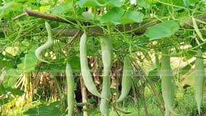 The initial period was sunny (where all these photos were taken) but as soon as we past the ridge and started descending, the weather became overcast and in fact for some time very misty. 10 Tips To Boost Yield Of Snake Gourd Farming Tips Snake Gourd Snake Gourd Farming Tips Agriculture Ideas