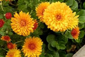 Pin On Plant Talk