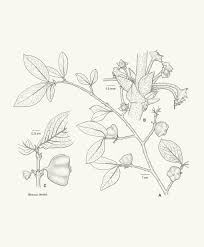 Image result for Rytigynia sp. M