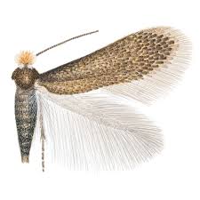 Image result for Stigmella arbusculae