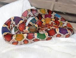 Black And White Corn Snake Morph Bright Colored Snake Pictures Bing Images Corn Snake Colorful Snakes Rainbow Snake