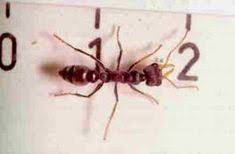 Hot shot no pest strips contain dichlorvos, a chemical that attacks the nervous system of bed bugs. 17 Ants Pest Ideas Ants Pests Pest Control