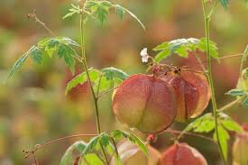 Image result for Cardiospermum