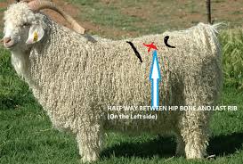 Goat Bloat Guide To Symptoms Medicine Home Remedies More Boer Goat Profits Guide
