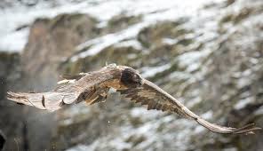 Er bildet die einzige art der gleichnamigen gattung (gypaetus).traditionell zählte er zur unterfamilie der altweltgeier (aegypiinae), ehe er aufgrund molekulargenetischer untersuchungen mit dem schmutzgeier und dem palmgeier in eine eigene unterfamilie (gypaetinae. Nationalpark Hohe Tauern Gibt Es Heuer Bei Den Bartgeiern Wieder Nachwuchs Osttirol Heute At