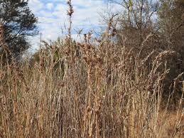 Image result for Hyparrhenia dregeana