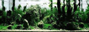 5 Wang Chao Incredible Fresh Water Aquarium Aquarium Landscape Aquatic Plants Planted Aquarium