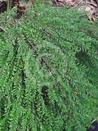 Image result for Phyllanthus taylorianus