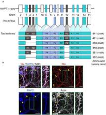 Scientific reports 5, 14439, 2015. Frontiers Cellular Biology Of Tau Diversity And Pathogenic Conformers Neurology